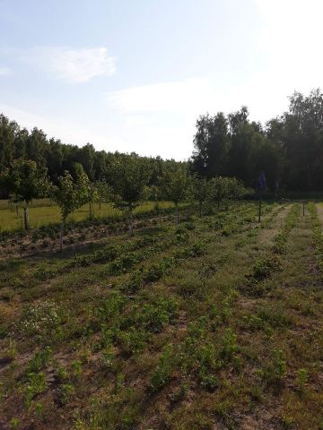 Działka rolno-budowlana Sobieski. Zdjęcie 1