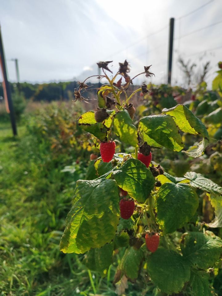 Działka budowlana Sowinki. Zdjęcie 7