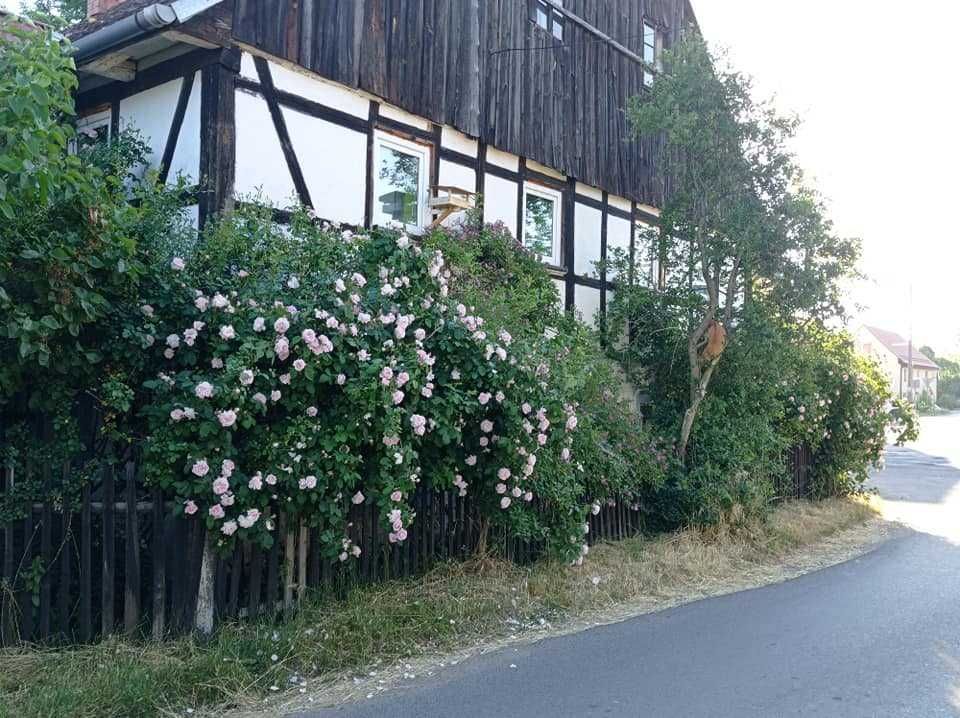 dom wolnostojący, 10 pokoi Chmielno