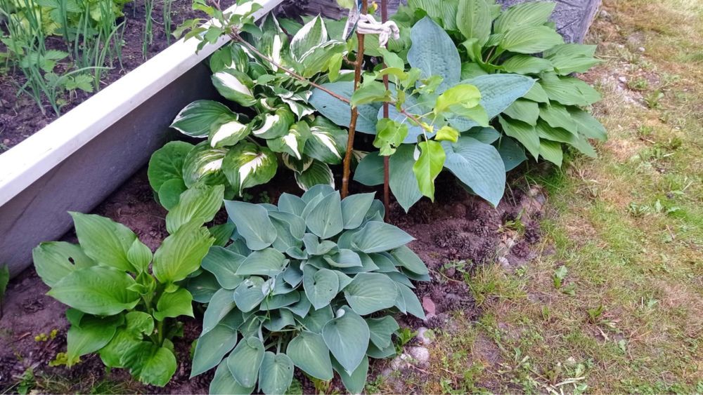 Działka rod Białystok Piasta, ul. Dojnowska. Zdjęcie 8