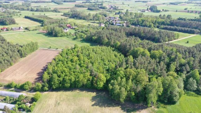 Działka leśna Stary Cydzyn. Zdjęcie 6
