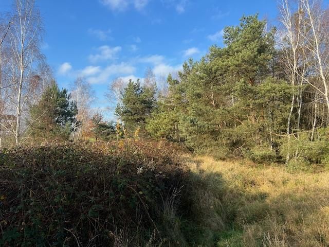 Działka leśna Stara Huta. Zdjęcie 19