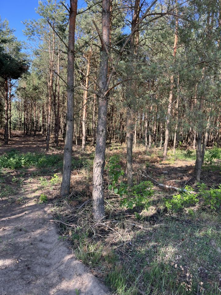 Działka leśna Kowale Kiczmachów, ul. Ożarowska. Zdjęcie 11