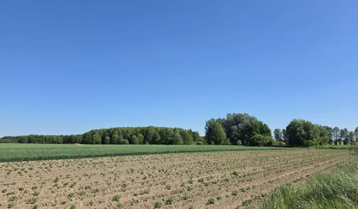 Działka budowlana Skalmierzyce, ul. Brzozowa