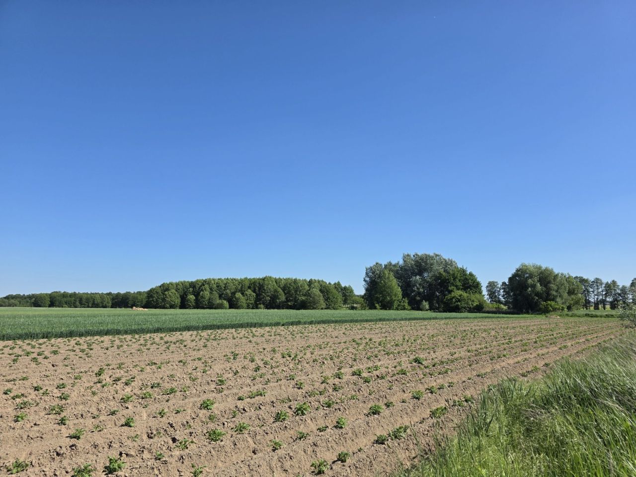 Działka budowlana Skalmierzyce, ul. Brzozowa. Zdjęcie 1