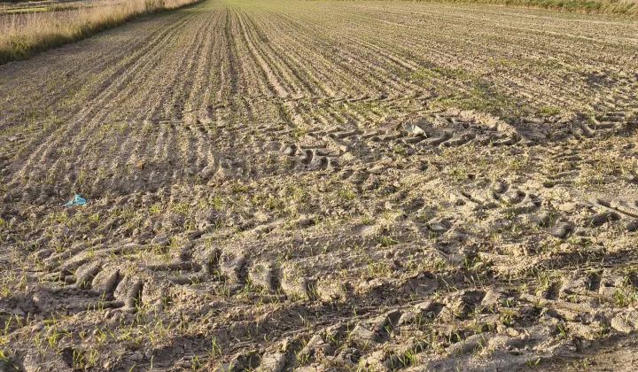 Działka rolna Wąsosz Dolny, ul. Traugutta
