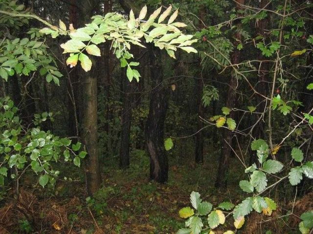 Działka leśna Trzebinia Góry Luszowskie. Zdjęcie 1