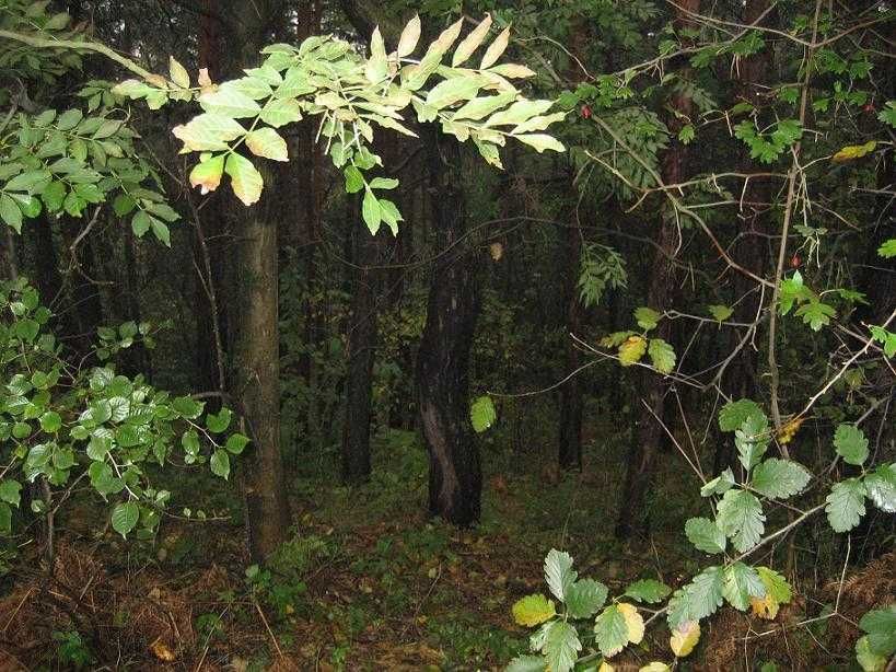 Działka leśna Trzebinia Góry Luszowskie