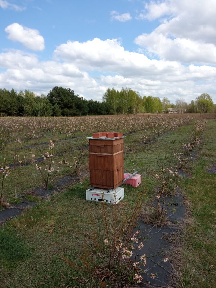 Działka rolna Wyglądały. Zdjęcie 3