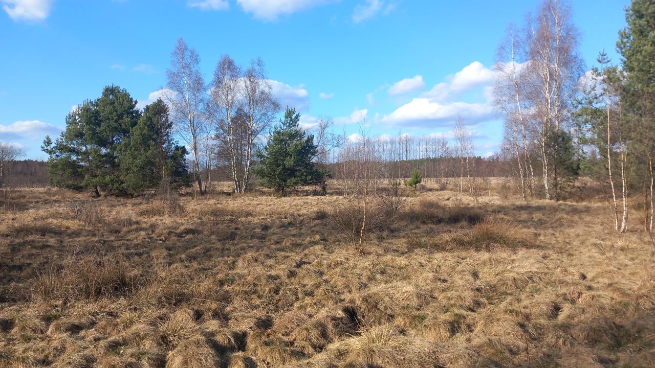 Działka rolna Zielona Góra Jarogniewice, ul. Jarogniewice. Zdjęcie 4