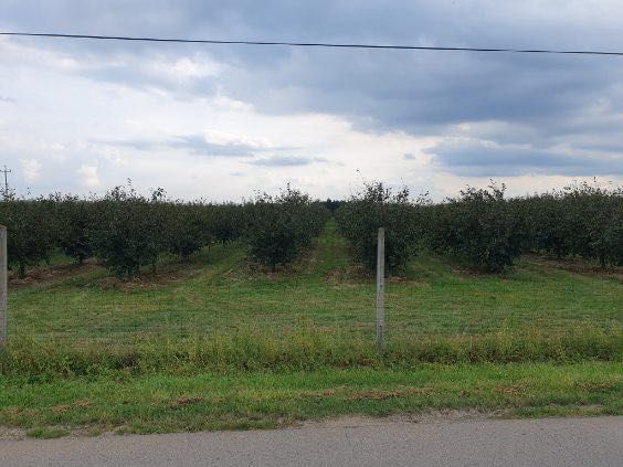 Działka rolna Pawłowice. Zdjęcie 5
