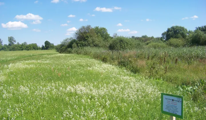 Działka rolna Brzuza