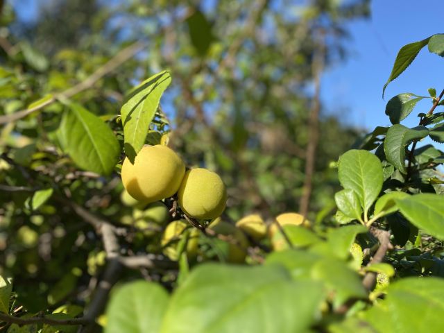Działka rod Łódź Teofilów, Selerowa 25. Zdjęcie 21