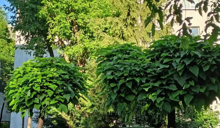 Mieszkanie 3-pokojowe Wrocław Borek, ul. Racławicka
