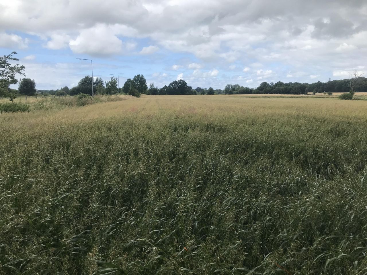 Działka budowlana Korlino. Zdjęcie 5