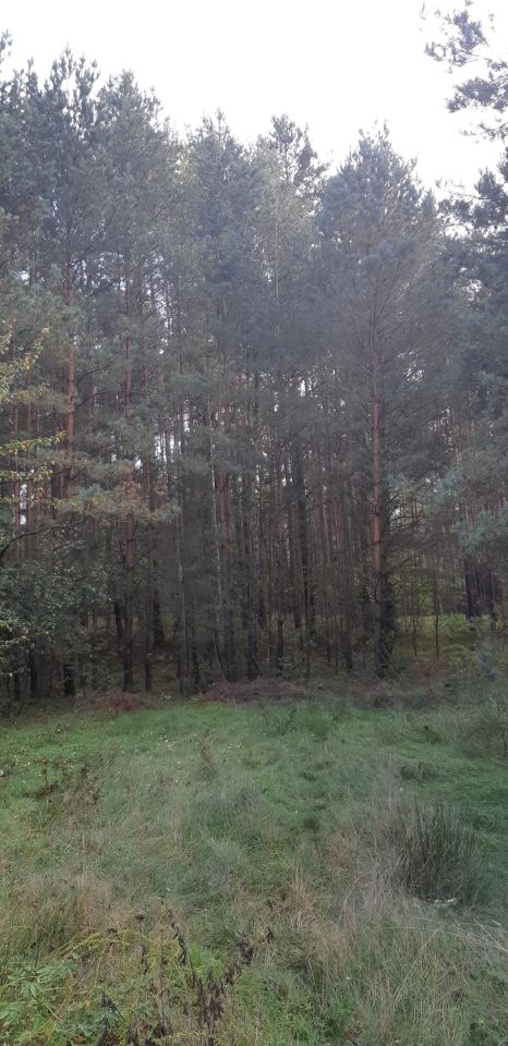 Działka leśna Ewelinów. Zdjęcie 2