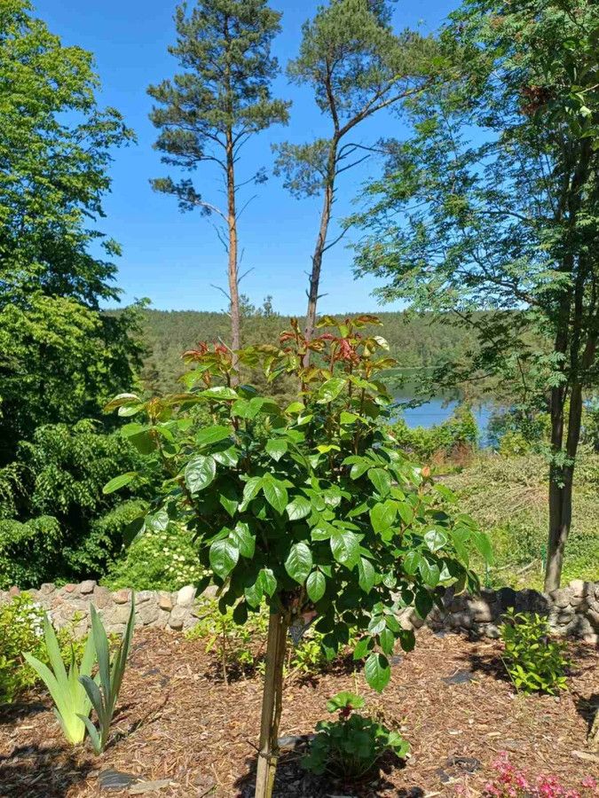 dom wolnostojący, 5 pokoi Gołubie. Zdjęcie 2