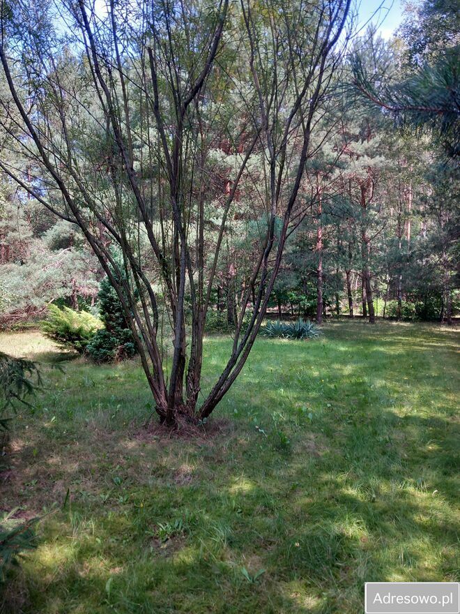 Działka budowlana Bardzynin. Zdjęcie 4