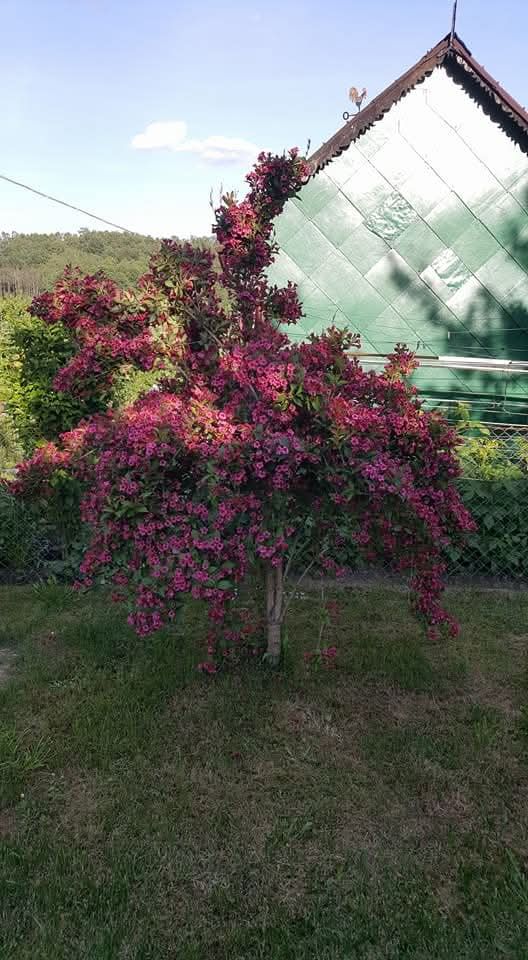 Działka rekreacyjna Jastrzębie-Zdrój Zofiówka, ul. Wojciecha Korfantego. Zdjęcie 2