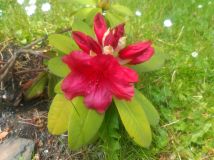 Działka rod Sosnowiec. Zdjęcie 4