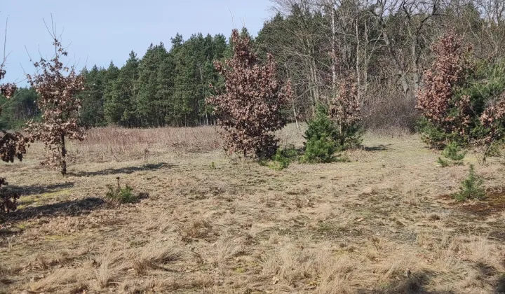 Działka budowlana Ludwinowo Dębskie, Krokusowa
