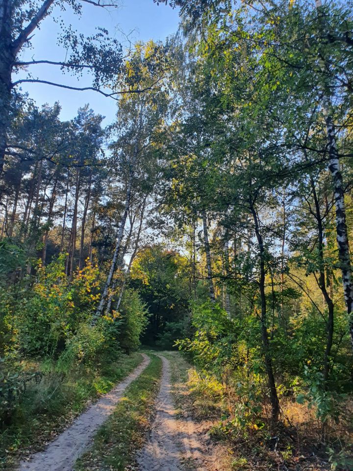 Działka leśna Kostrzyn. Zdjęcie 8