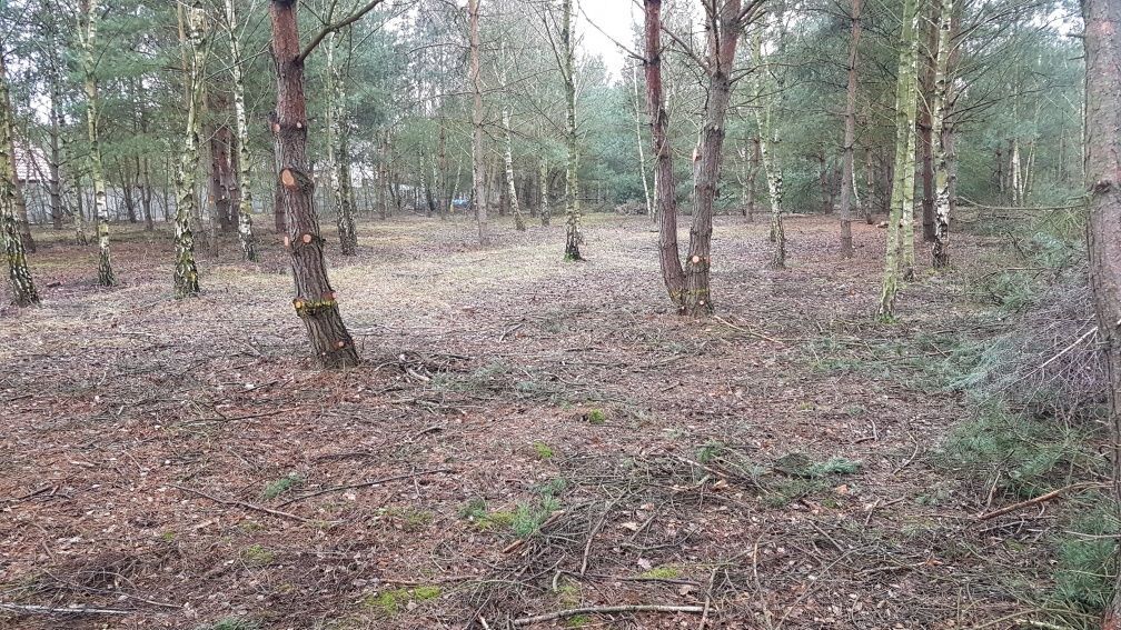 Działka rolno-budowlana Głodowo. Zdjęcie 6