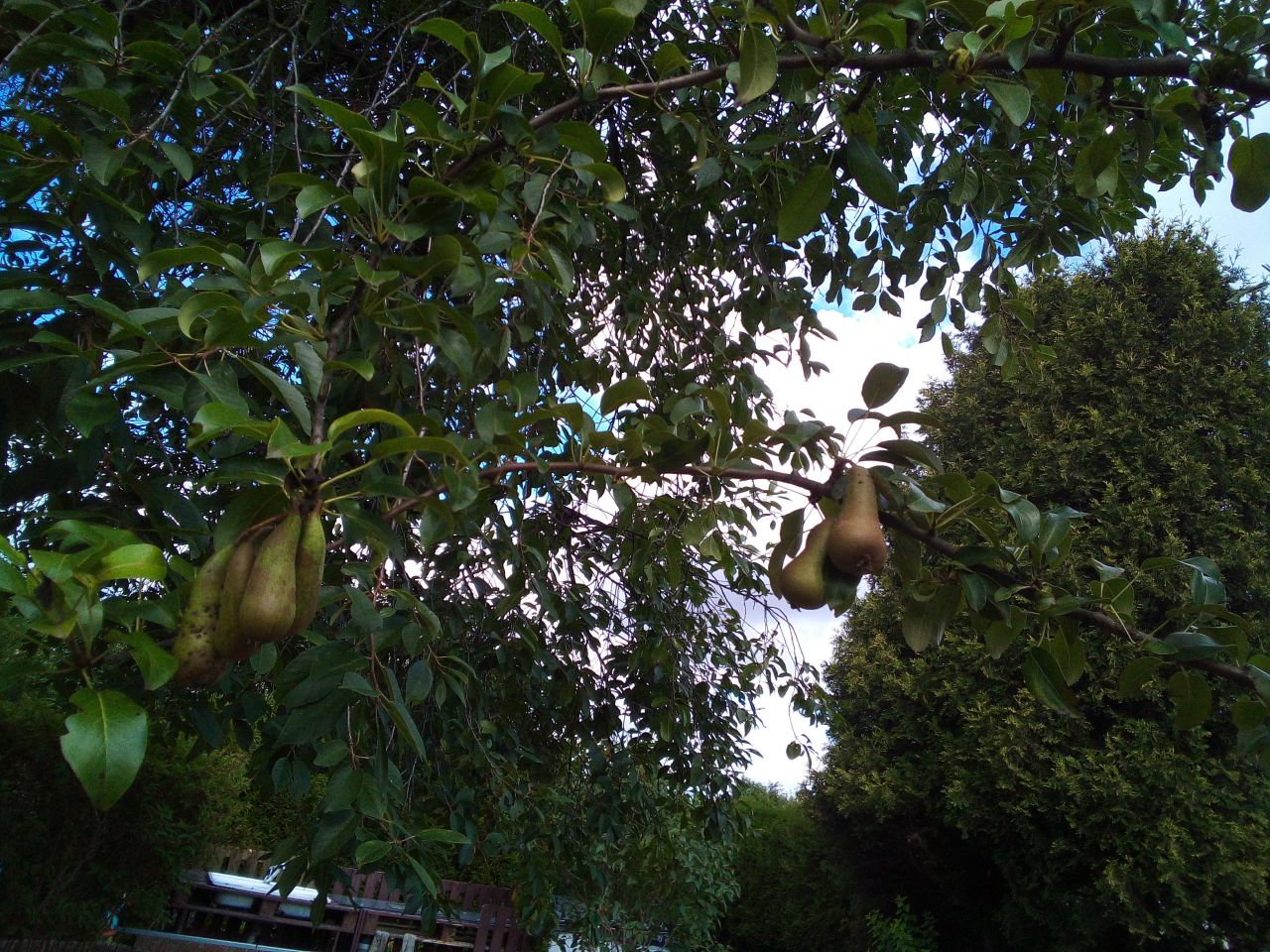 Działka rod Poręba, ul. Modrzewiowa. Zdjęcie 12