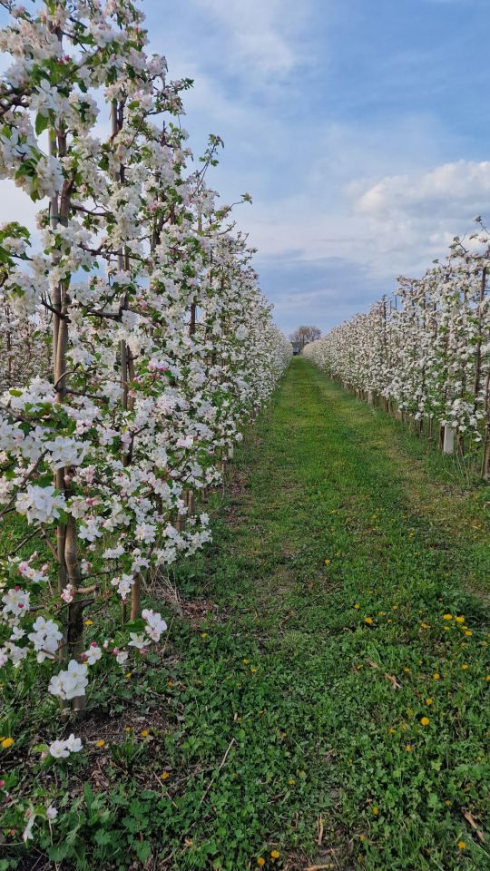 Działka rolna Aleksandria. Zdjęcie 6