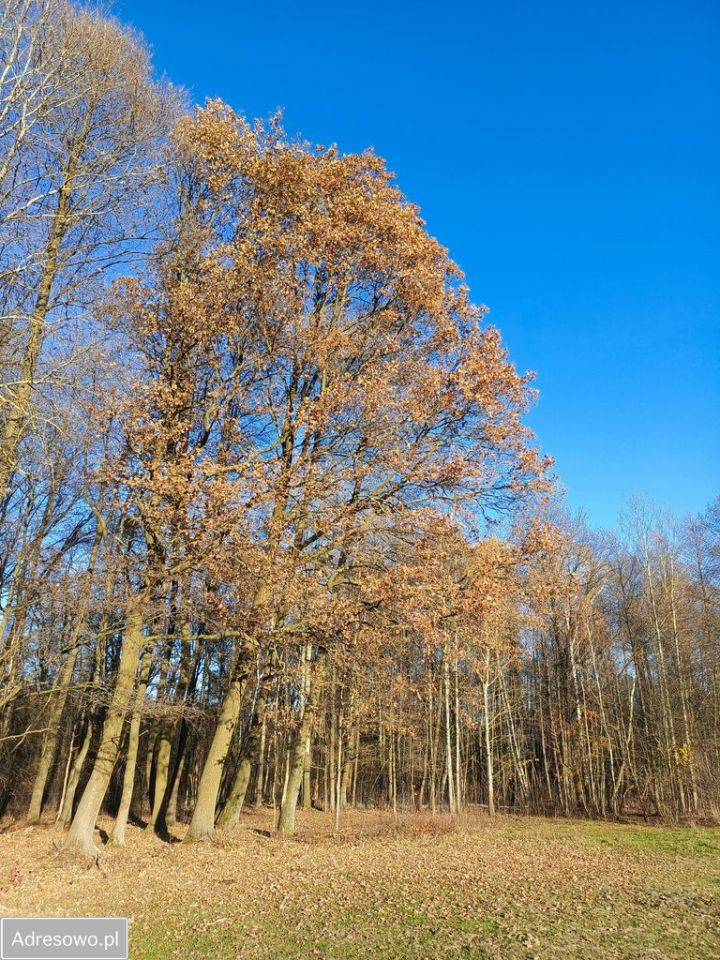 Działka siedliskowa Nowa Wieś. Zdjęcie 5