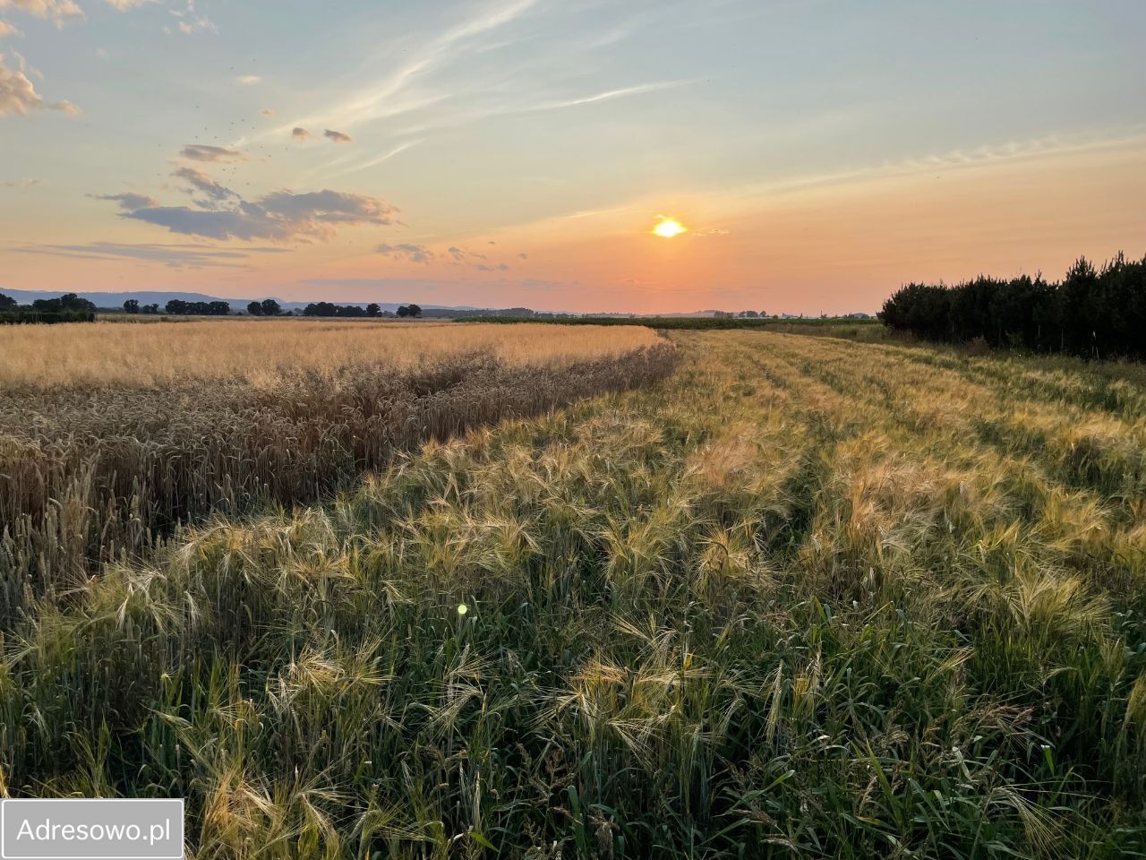 Działka rolno-budowlana Włóki. Zdjęcie 2