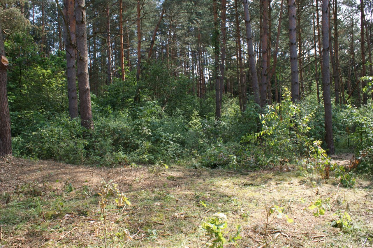 Działka rekreacyjna Czerwona Wola Myszkówka. Zdjęcie 4