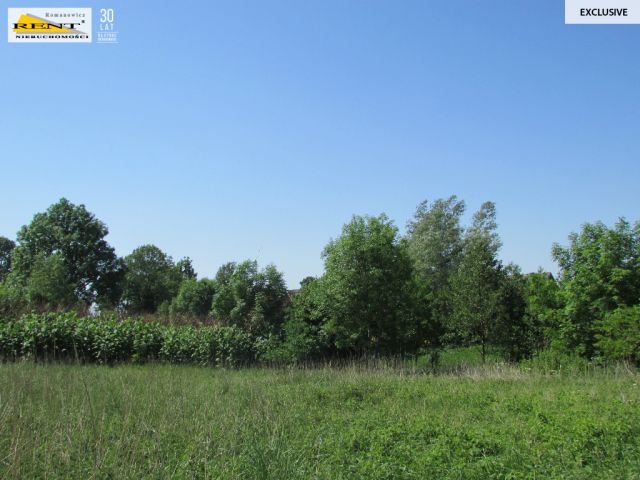 Działka budowlana Sadlno. Zdjęcie 4