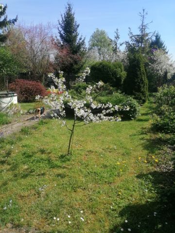 Działka rod Gliwice. Zdjęcie 1