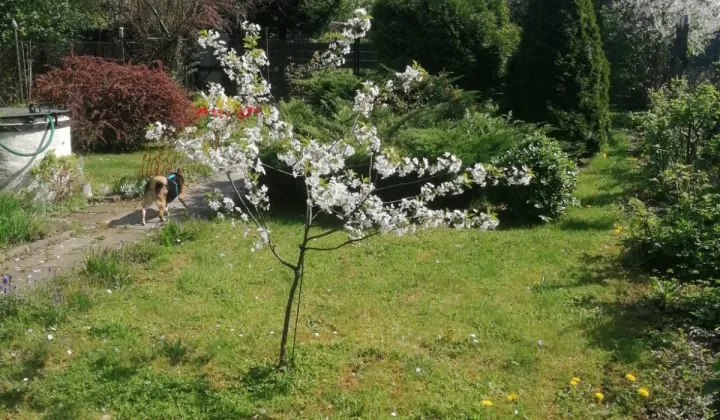 Działka rod Gliwice