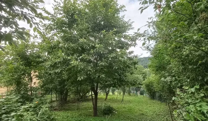 Działka rod Krynica-Zdrój, ul. Źródlana