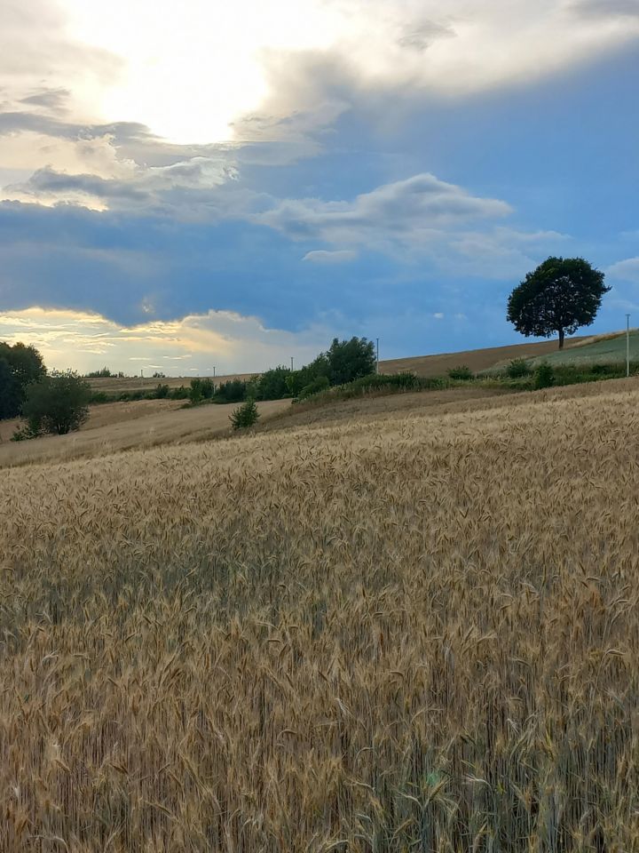 Działka budowlana Brzeziny. Zdjęcie 3