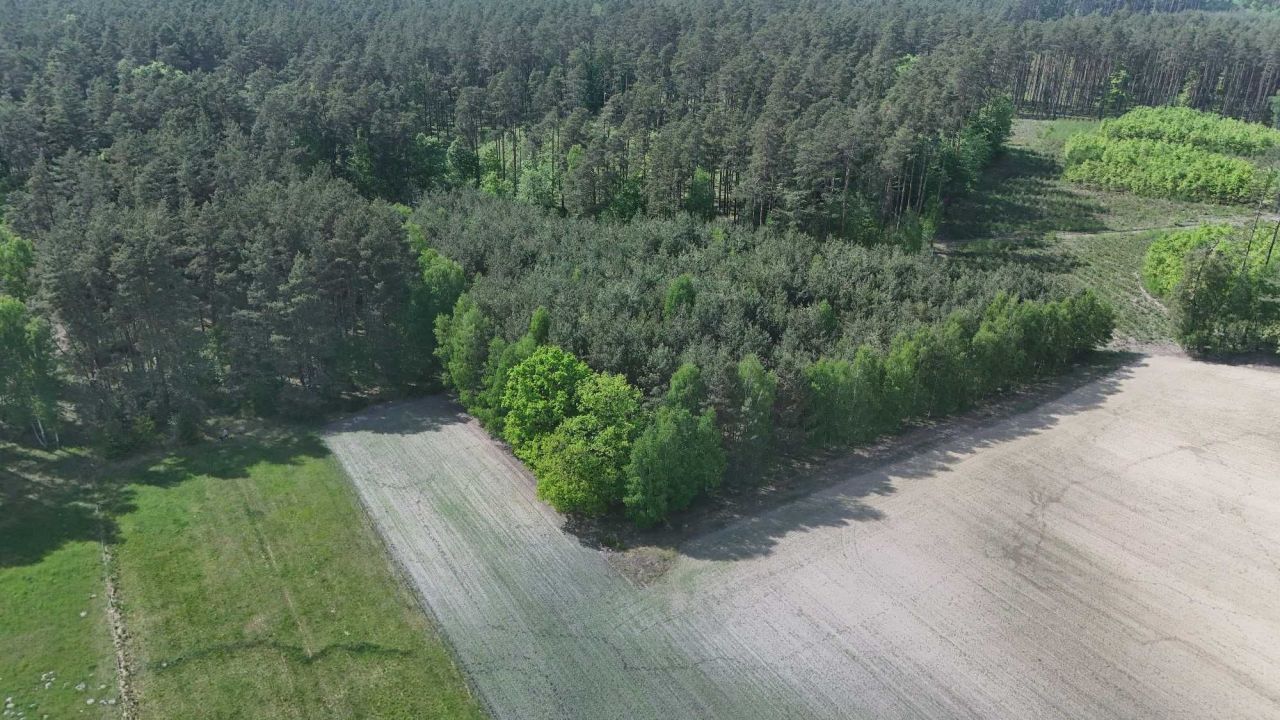 Działka leśna Zdroje. Zdjęcie 6