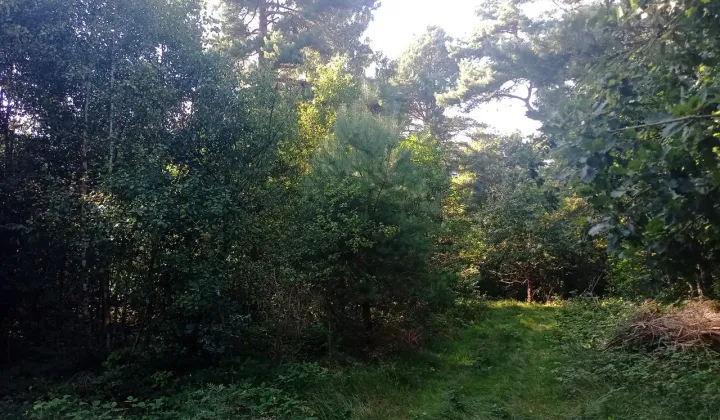 Działka leśna Chłapowo