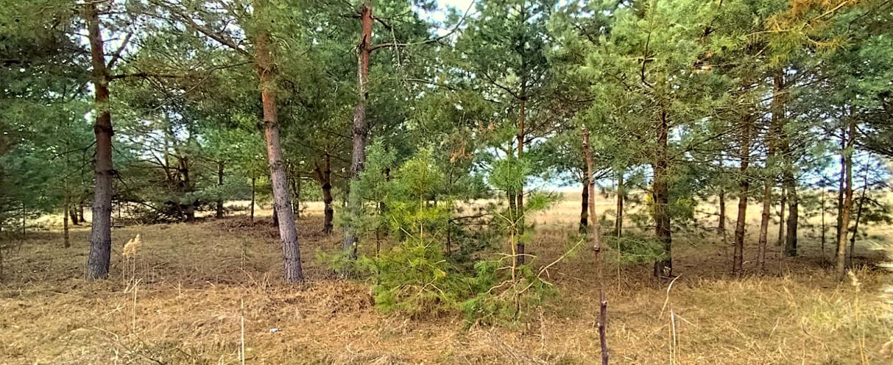 Działka rolno-budowlana Siemianówka Maruszka, ul. Łabędzia. Zdjęcie 5