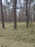 Działka leśna Kotowice. Zdjęcie 3