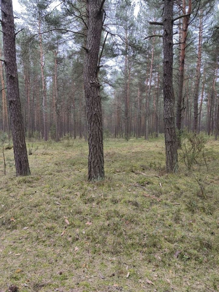 Działka leśna Kotowice. Zdjęcie 4