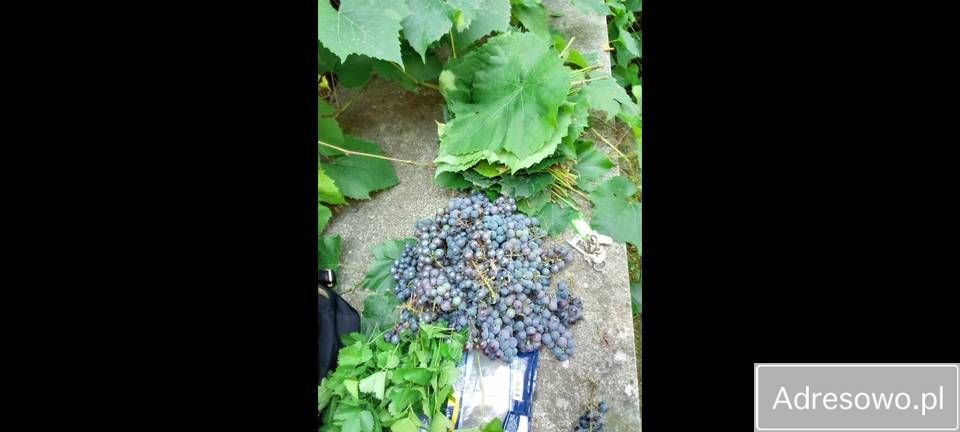 Działka rod Wrocław Tarnogaj, ul. Bardzka. Zdjęcie 8