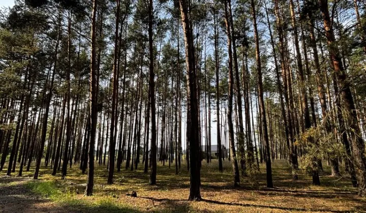 Działka leśna Leśniów Wielki