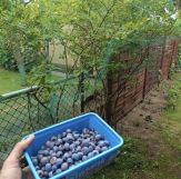 Działka rod Częstochowa Grabówka, ul. Ikara. Zdjęcie 2