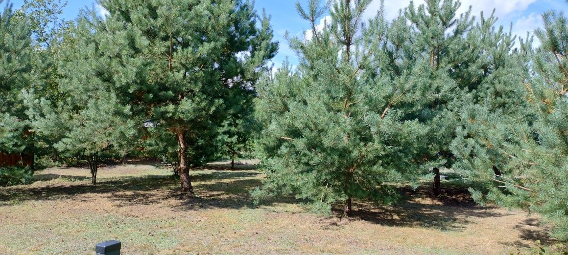 Działka budowlana Nowe Miasto. Zdjęcie 4