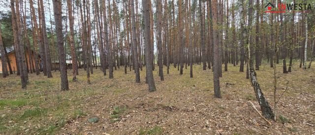 Działka leśna Świniotop. Zdjęcie 2
