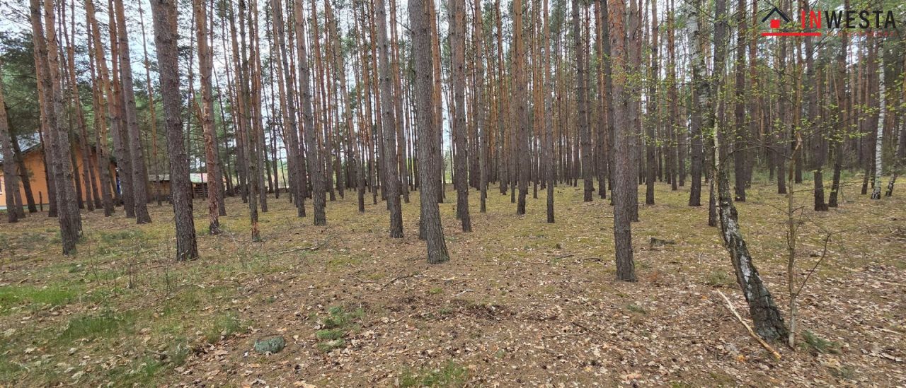 Działka leśna Świniotop. Zdjęcie 2