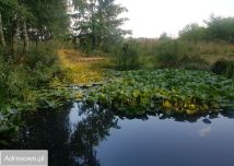 Działka budowlana Czempisz. Zdjęcie 2