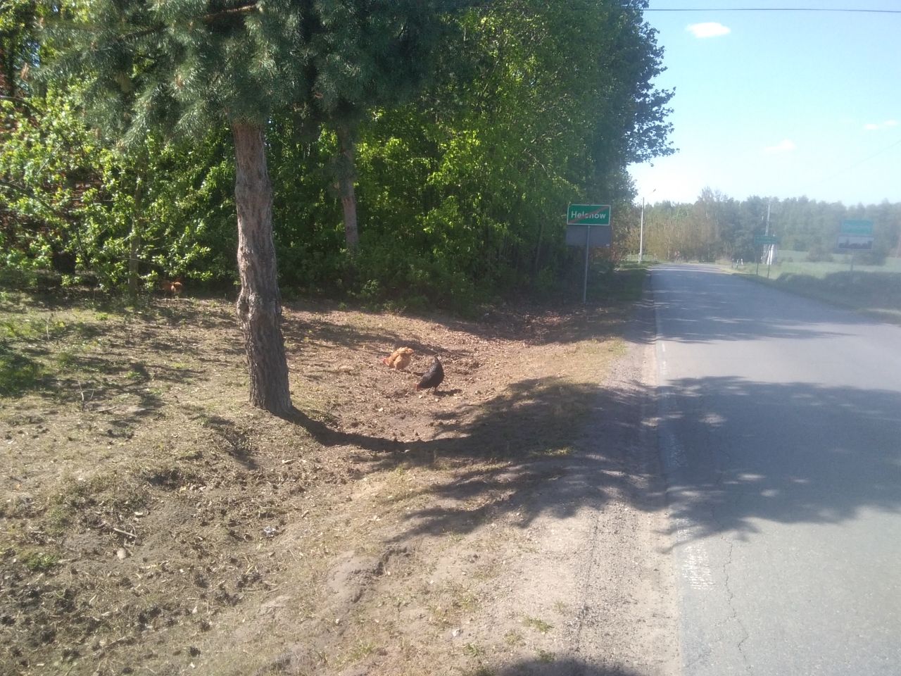 gospodarstwo, 4 pokoje Helenów. Zdjęcie 14